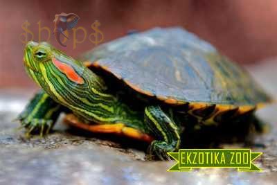 Зоомагазин в Виннице Экзотика-Зоо Красноухая Черепаха еkzotikazoo.com